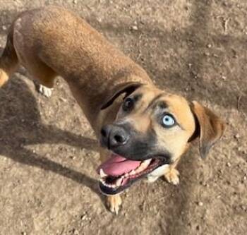 Black Mouth Cur and Mixed Breed Dogs Available for Adoption in Frisco, Colorado - GOLDIE | PetCurious