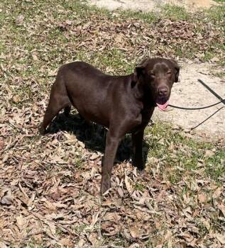 Chocolate Labrador Retriever Dogs Available for Adoption in Bethpage, New York - Alex | PetCurious