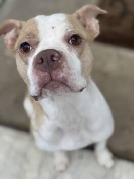 Boxer Dogs Available for Adoption in Holly Springs, North Carolina - Roxie - Tree Litter Mama | PetCurious