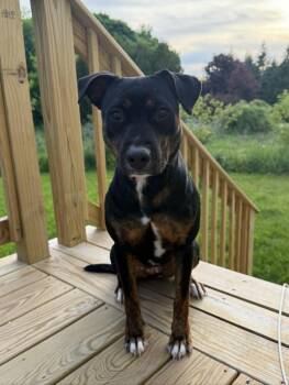 Calypso - NH -  Australian Cattle Dog Blue Heeler Dog for Adoption in Warren, Maine - Calypso - NH | PetCurious