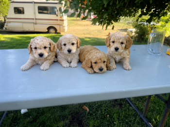 Coco -  Goldendoodle Dog for Sale in East Wenatchee, Washington - Coco | PetCurious