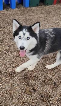 Rescue Siberian Husky Dogs for Adoption in Dekalb, Illinois - Hot Toddy | PetCurious