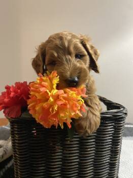 Brownie -  Goldendoodle Dog for Adoption in Davidsonville, Maryland - Brownie | PetCurious