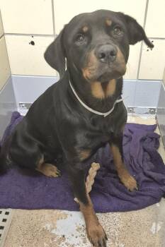 HERMINOE -  Rottweiler and Mixed Breed Dog for Adoption in Houston, Texas - HERMINOE | PetCurious