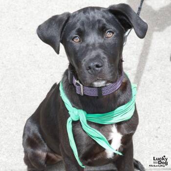 Labrador Retriever Dogs Available for Adoption in Washington, District Of Columbia - Hefty | PetCurious