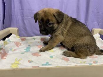 German Shepherd Dog and Mixed Breed Dogs Available for Adoption in Modesto, California - A609144 | PetCurious