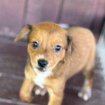 Reese -  Shepherd Dog for Adoption in Bulverde, Texas - Reese | PetCurious