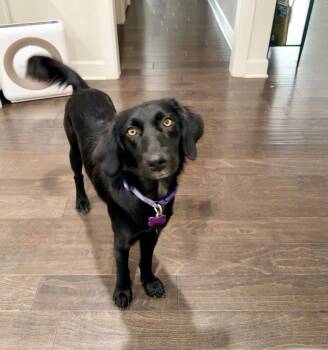 Madison -  Collie Dog for Adoption in Fort Worth, Texas - Madison | PetCurious
