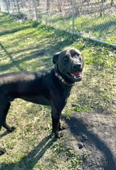 Pal -  Labrador Retriever Dog for Adoption in Grand Forks, North Dakota - Pal | PetCurious