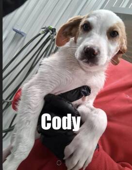 Hound and Terrier Dogs Available for Adoption in Irwin, Pennsylvania - Cody | PetCurious