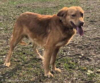 Lani -  Golden Retriever Dog for Adoption in San Francisco, California - Lani | PetCurious