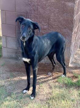 Rescue Labrador Retriever and Mixed Breed Dogs for Adoption in Riverside, California - DARLA | PetCurious