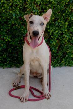 Rescue Whippet and Labrador Retriever Dogs for Adoption in New York, New York - Blue | PetCurious