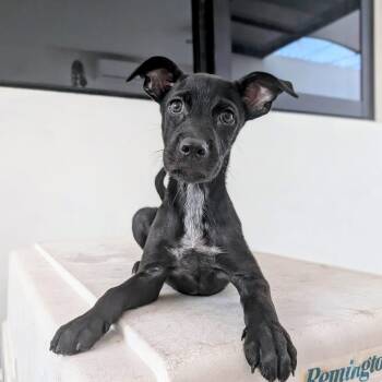 Lavazza -  Mixed Breed Dog for Adoption in North Vancouver, British Columbia - Lavazza | PetCurious