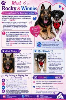 Rocky and Winnie -  German Shorthaired Pointer and German Shepherd Dog Dog for Adoption in Acworth, Georgia - Rocky And Winnie | PetCurious