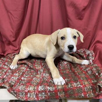 MATCHA -  Pit Bull Terrier and Mixed Breed Dog for Adoption in Modesto, California - MATCHA | PetCurious