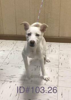 Shepherd Dogs Available for Adoption - #103.26 | PetCurious