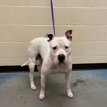Mixed Breed Dogs Available for Adoption in Memphis, Tennessee - Wake | PetCurious