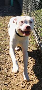 Boo (279-26) -  Pit Bull Terrier Dog for Adoption in Cambridge, Ohio - Boo (279-26) | PetCurious