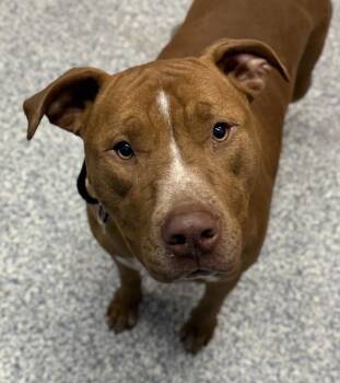 Pit Bull Terrier Dogs Available for Adoption in Golden, Colorado - Jack | PetCurious