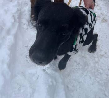 Retriever Dogs Available for Adoption - Gus | PetCurious