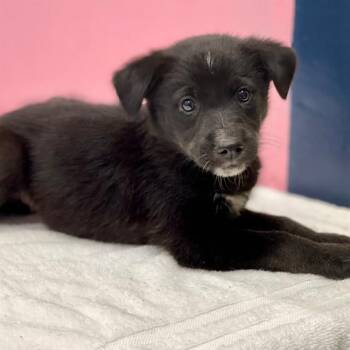 ONYX -  Mixed Breed Dog for Adoption in Edmond, Oklahoma - ONYX | PetCurious