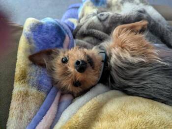 Yorkshire Terrier Dogs Available for Adoption in Sunderland, Maryland - Lucky | PetCurious