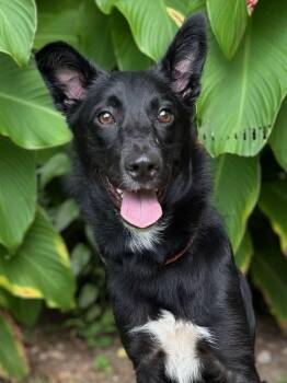 Willow -  Collie Dog for Adoption in Brunswick, Maine - Willow | PetCurious