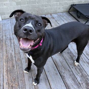 Rescue Mixed Breed Dogs for Adoption in Decatur, Georgia - Funshine Bear (I Have A Secret Crush!) | PetCurious