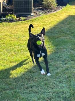 Rescue Mixed Breed Dogs for Adoption in Grayson, Georgia - Wyll | PetCurious