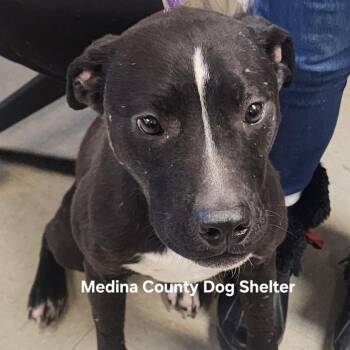 Pit Bull Terrier Dogs Available for Adoption in Medina, Ohio - Lucy | PetCurious