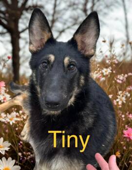 German Shepherd Dog Dogs Available for Adoption - Tiny | PetCurious