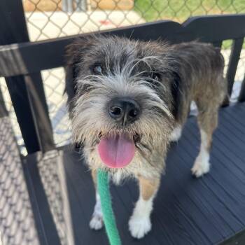 Pauly -  Mixed Breed Dog for Adoption in Chester Springs, Pennsylvania - Pauly | PetCurious