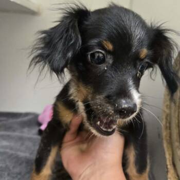 Moose -  Cavalier King Charles Spaniel Dog for Adoption in Park Row, Texas - Moose | PetCurious