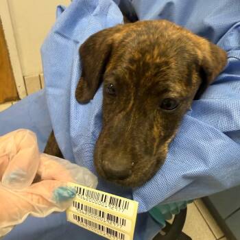 Mosaic -  Mixed Breed Dog for Adoption in Charleston, West Virginia - Mosaic | PetCurious