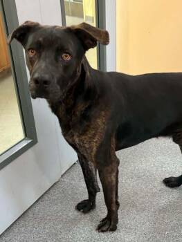Myers -  Pit Bull Terrier Dog for Adoption in Covington, Virginia - Myers | PetCurious