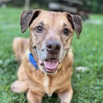 Rescue Mixed Breed Dogs for Adoption in Merritt Island, Florida - Chance | PetCurious