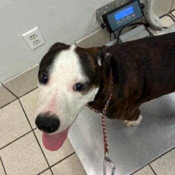 Potato -  Mixed Breed Dog for Adoption in Charleston, West Virginia - Potato | PetCurious