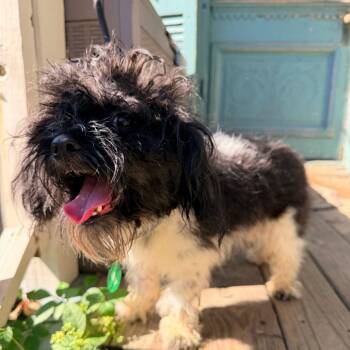 Smudge (Benefactor Dog) -  Shih Tzu and Mixed Breed Dog for Adoption in New Orleans, Louisiana - Smudge (Benefactor Dog) | PetCurious