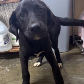 Lincoln -  Mixed Breed and Black Labrador Retriever Dog for Adoption in Corinth, Mississippi - Lincoln | PetCurious
