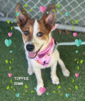 TOFFEE -  Terrier Dog for Adoption in Marietta, Georgia - TOFFEE | PetCurious