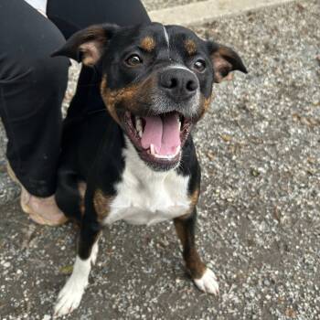 Rottweiler Dogs Available for Adoption - Shamrock | PetCurious