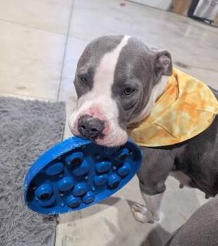 Ava -  Mixed Breed Dog for Adoption in New Albany, Ohio - Ava | PetCurious