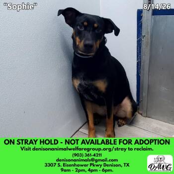 Sophie -  Mixed Breed Dog for Adoption in Denison, Texas - Sophie | PetCurious