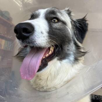 Great Pyrenees and Australian Shepherd Dogs Available for Adoption - Knox | PetCurious