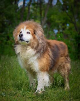 Chow Chow Dogs Available for Adoption in Bridgeport, Connecticut - Como | PetCurious