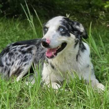 Jack -  Australian Shepherd Dog for Adoption in Cleveland, Texas - Jack | PetCurious