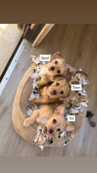 Spud -  Terrier Dog for Adoption in San Diego, California - Spud | PetCurious