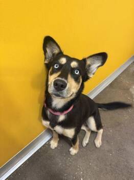 LADY -  Husky Dog for Adoption in Fernandina Beach, Florida - LADY | PetCurious