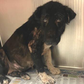 Fibi -  Shepherd and Mixed Breed Dog for Adoption in Edinburg, Texas - Fibi | PetCurious